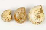 Clearance Lot: Jurassic Ammonite Fossils - Pieces #251328-1